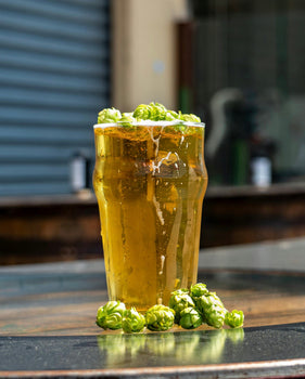Beer with Hops around the glass